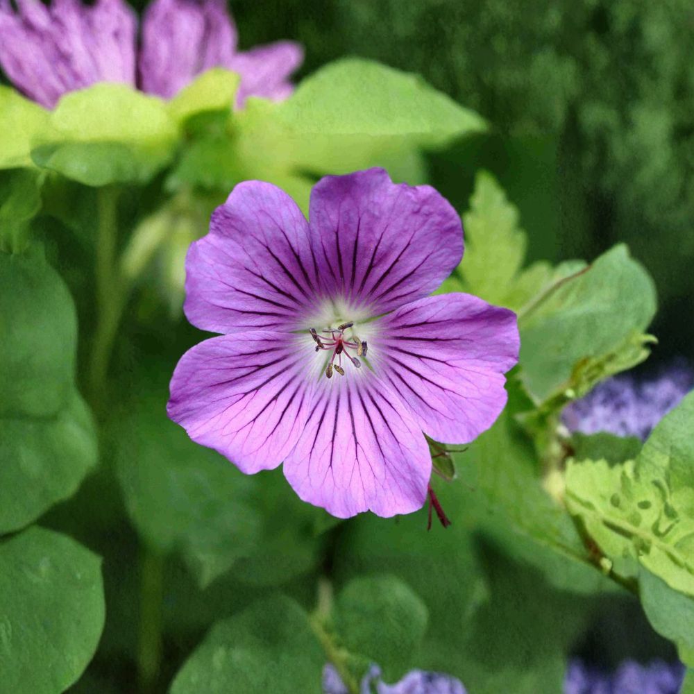 Geranium Gracile Seeds – Hardy Perennial Pink Cranesbill for Pollinator Gardens