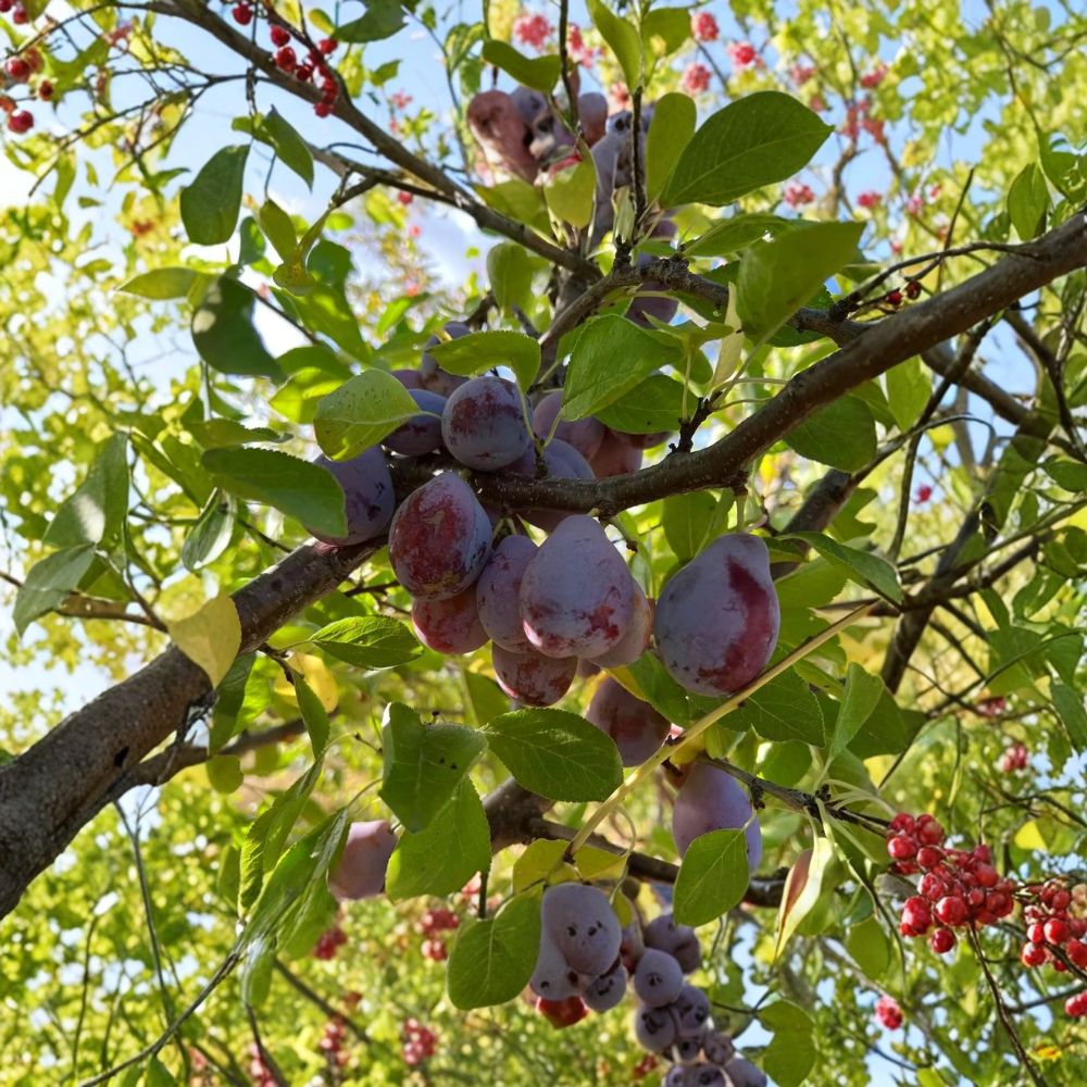 Prune D’Ente 707 Plum Tree – 3 Ft Potted European Prune Plum, Sweet Freestone, Self-Fertile