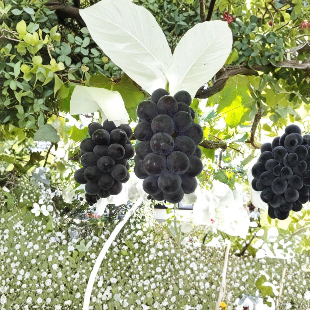 Fujiminori Giant Grape Vine – Large Sweet Japanese Table Grape Plant | Vitis vinifera