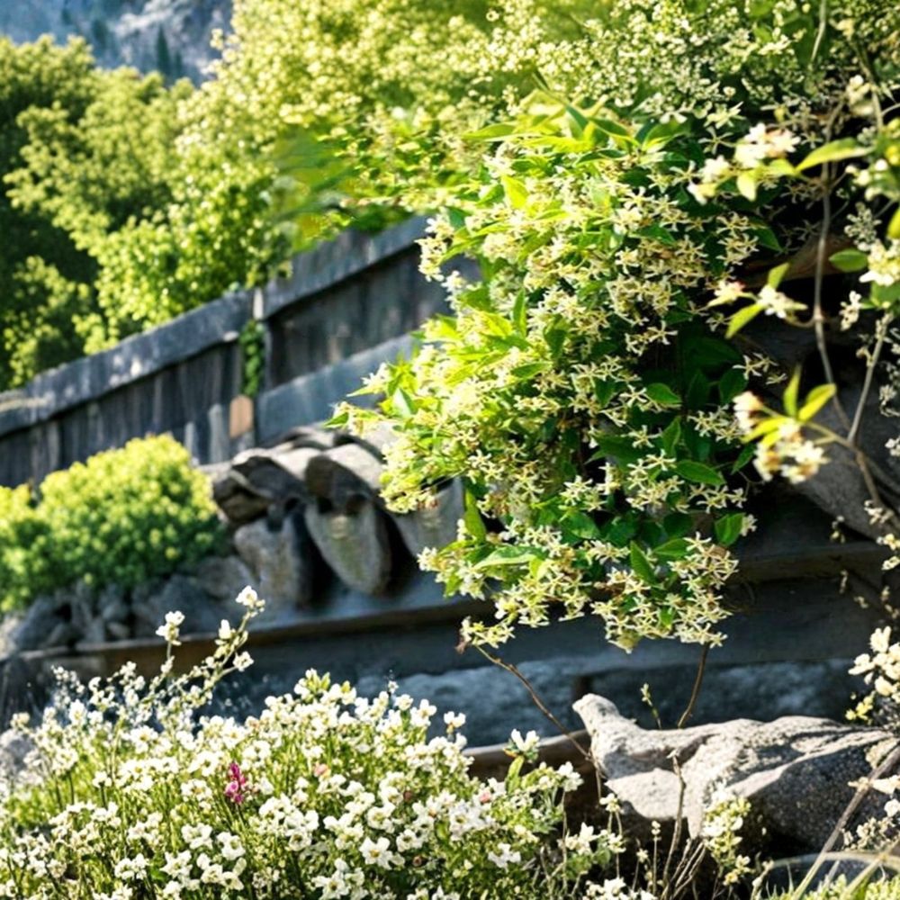 Yellow Jasmine Seeds – 20 Pack Rare Climbing Vine with Fragrant Yellow Blooms for Outdoor Gardens