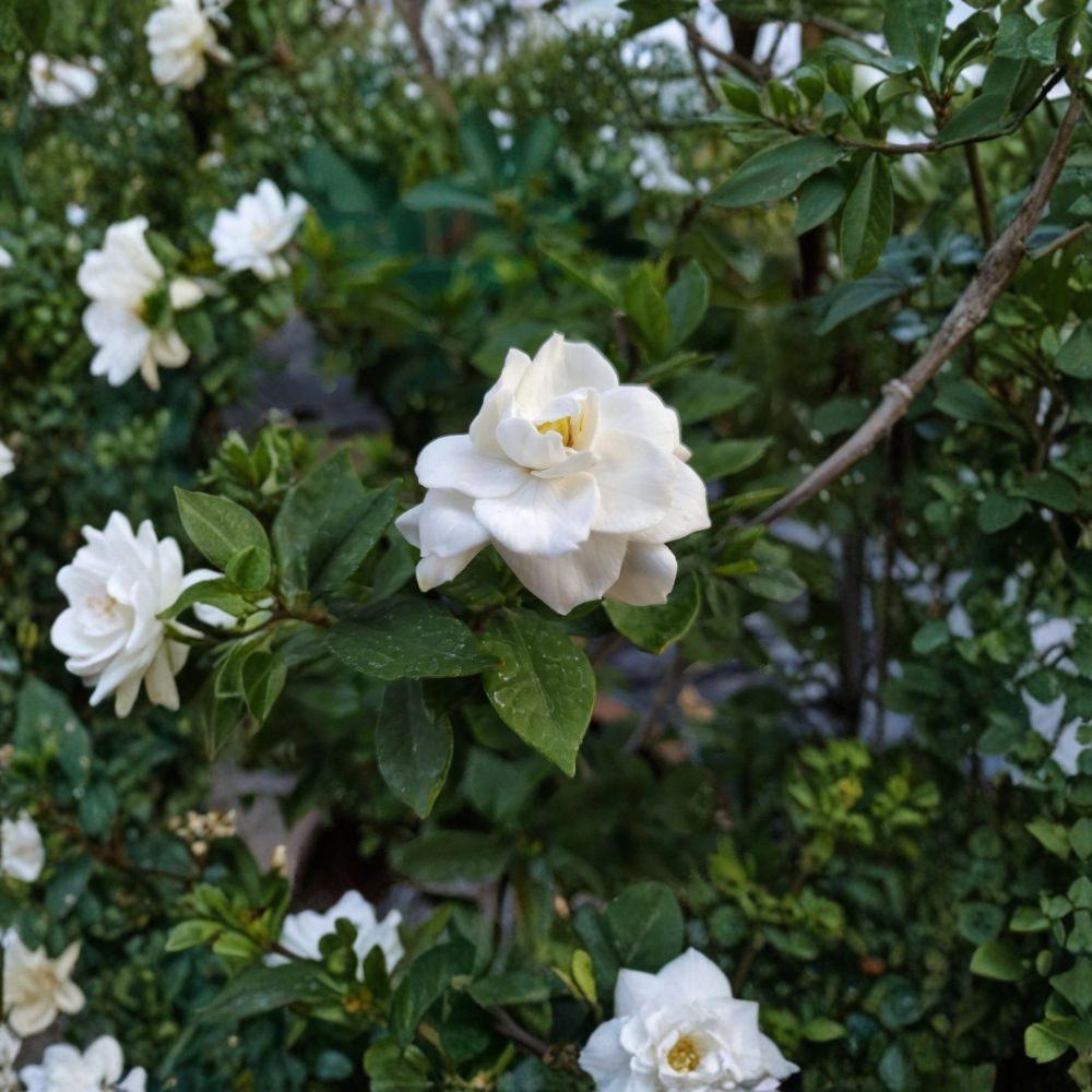 Gardenia Seeds 200+ – Heirloom Gardenia jasminoides Cape Jasmine Seeds for Fragrant White Flowering Shrubs