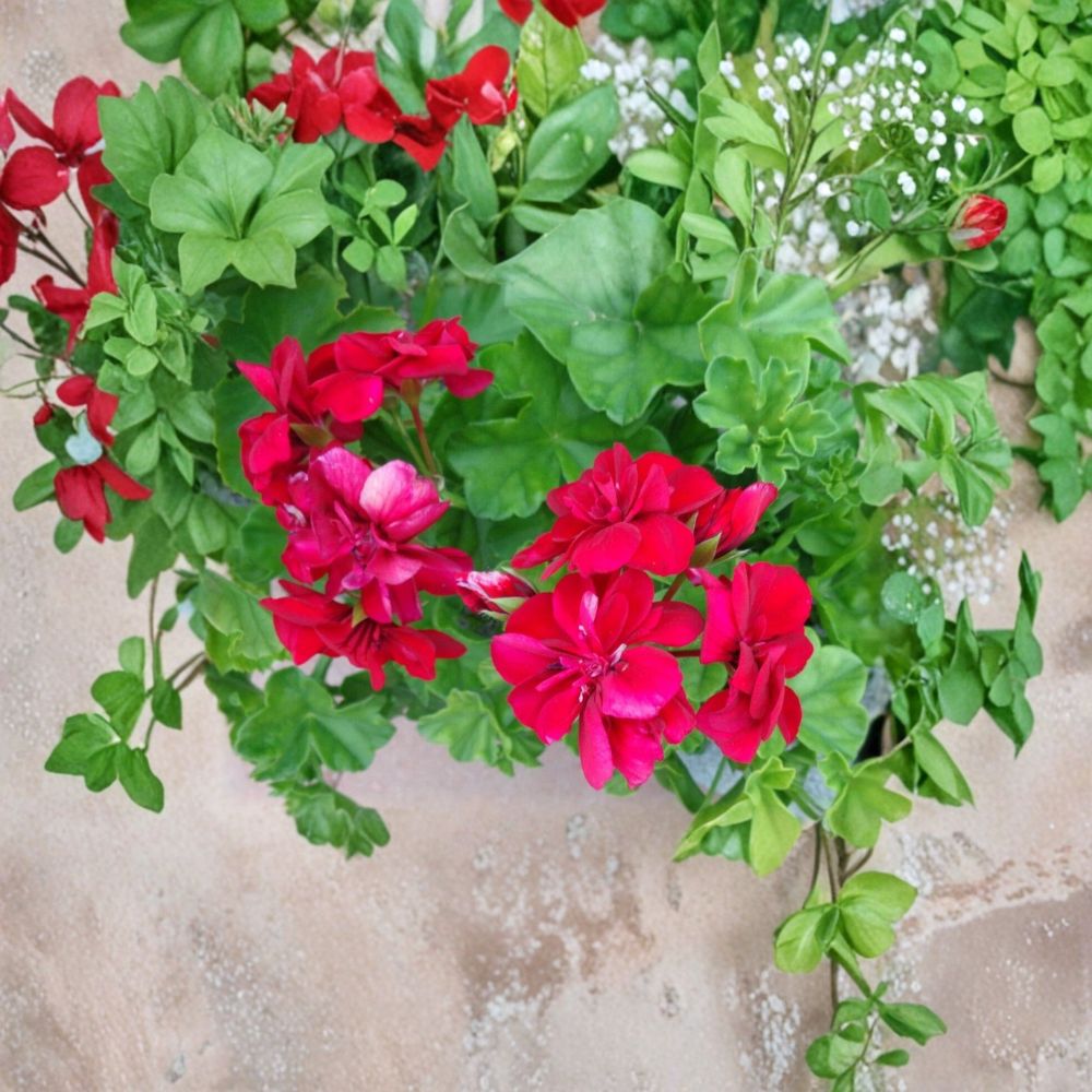 Rose Red Citronella Ivy Geranium Cuttings – 3 Live Pelargonium Starters for Patio & Hanging Baskets
