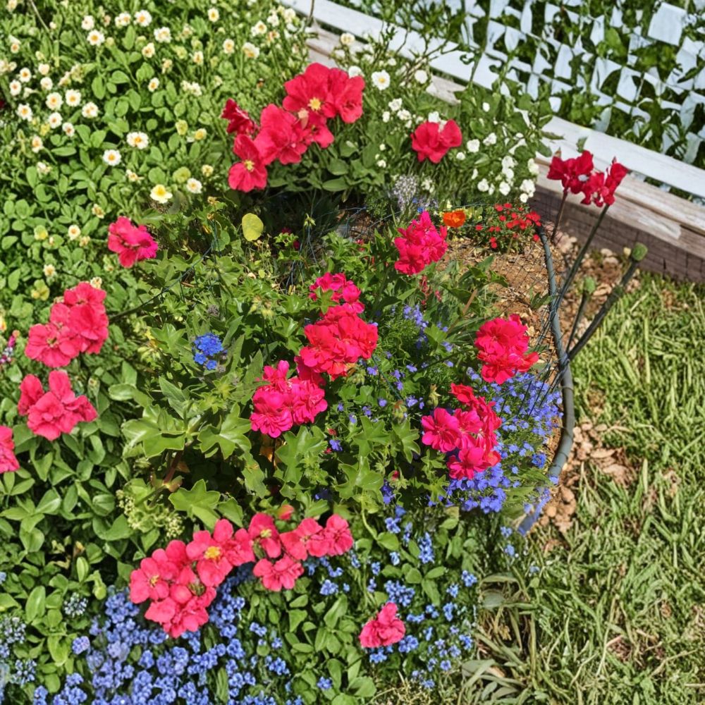 Ivy Geranium Cuttings - 8 Mixed Color Pelargonium Cuttings for Hanging Baskets & Patio