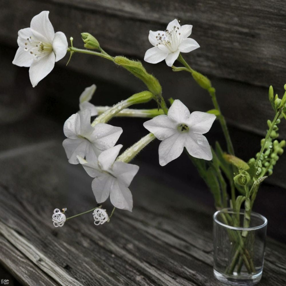Night Scented Tobacco Jasmine Nicotiana Seeds – 100+ Fragrant Evening Blooming Flowers, Easy to Grow