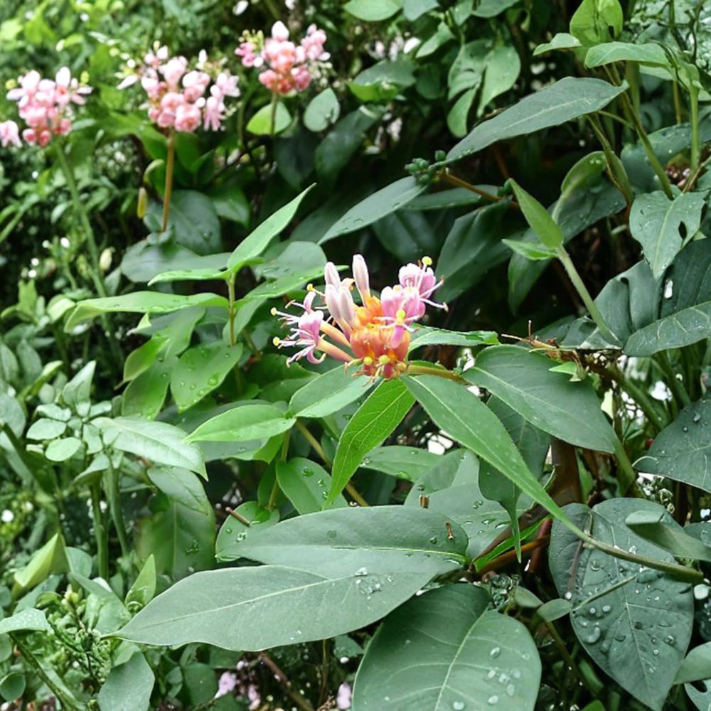 Henry’s Honeysuckle (Lonicera henryi) Evergreen Climbing Vine | Hardy Ornamental Garden Plant
