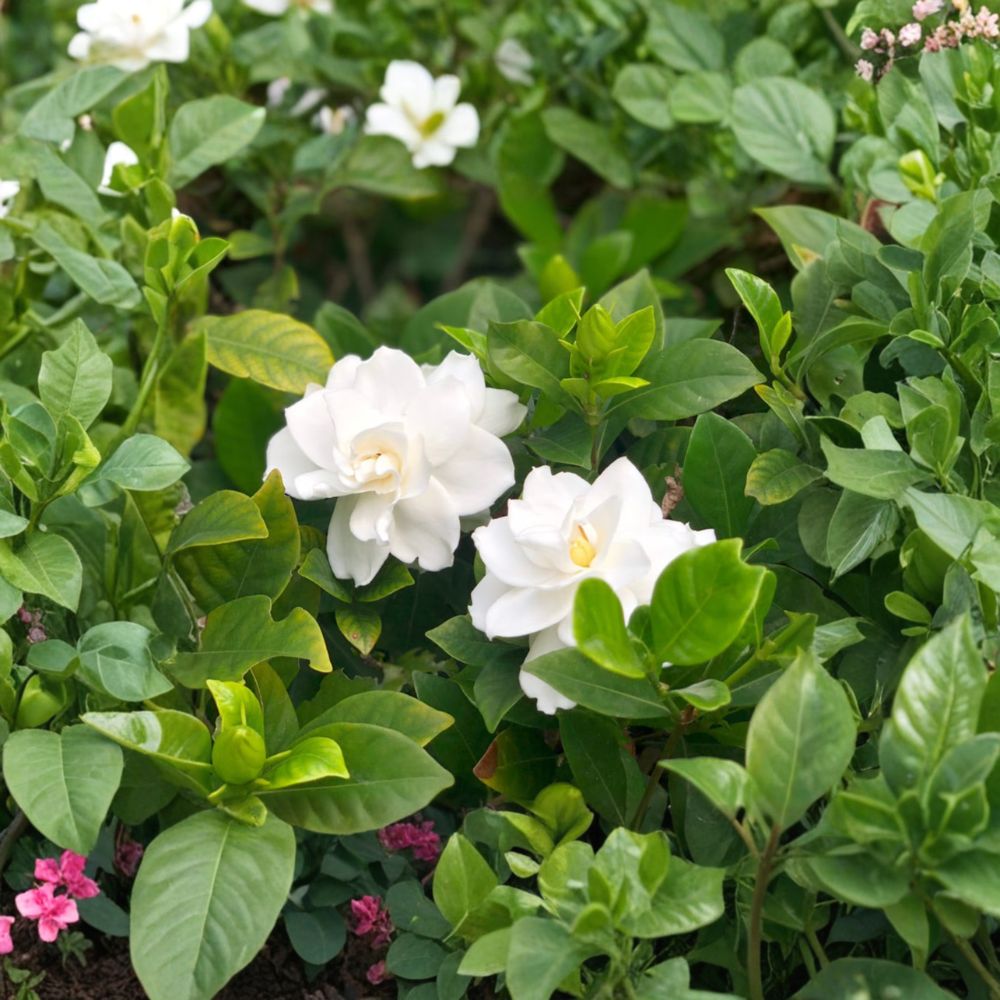 White Gardenia Plant – Gardenia jasminoides Evergreen Shrub with Fragrant White Flowers