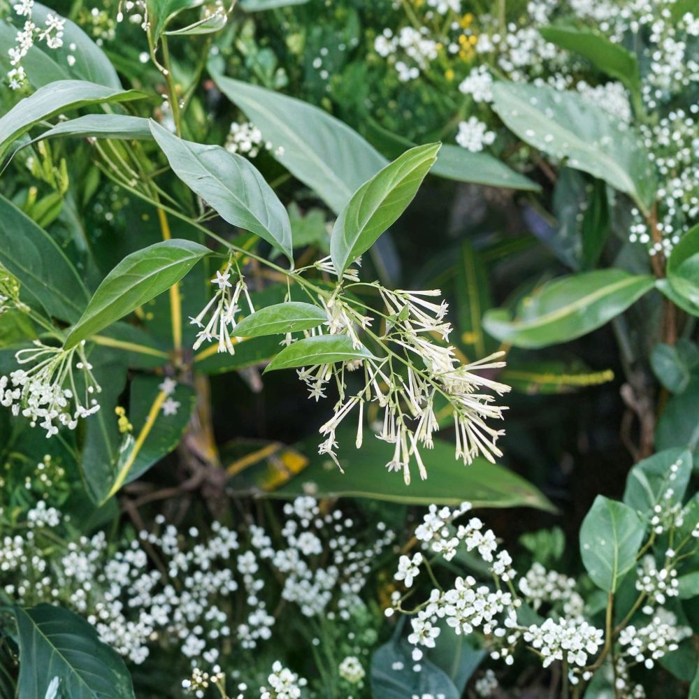 Night Blooming Jasmine Live Plant – Fragrant Cestrum nocturnum Shrub, 4–6 Inches Tall, Indoor & Outdoor