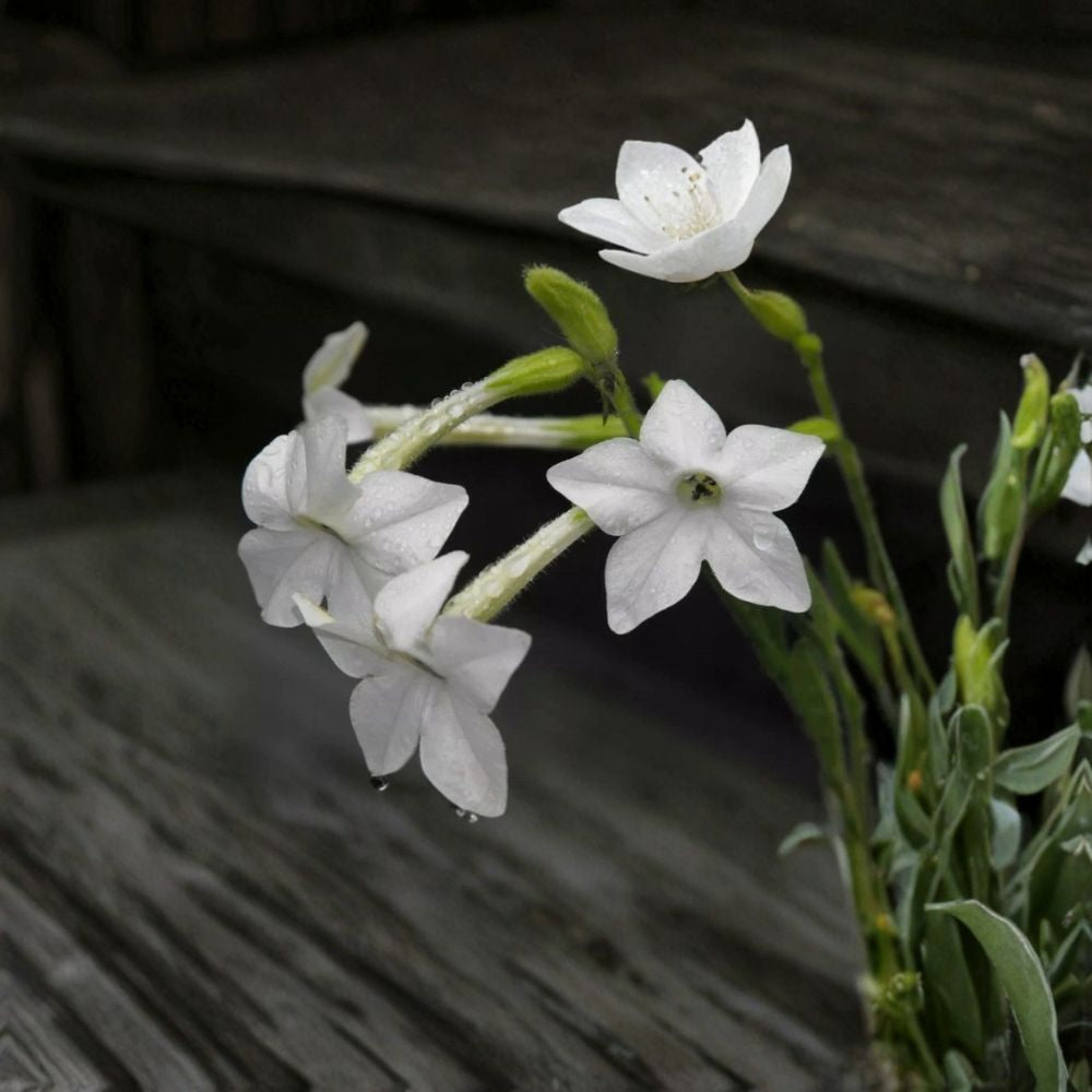 Jasmine Tobacco Seeds - 100+ Nicotiana Alata Night Scented Flowers for Pollinator-Friendly Gardens