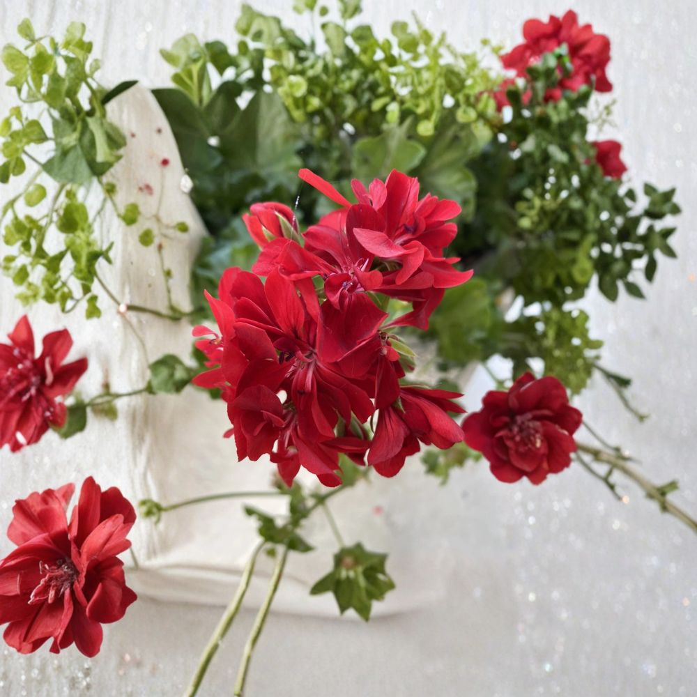 Organic Red Geranium Cuttings – Pelargonium Live Plant Cuttings with Bright Red Blooms