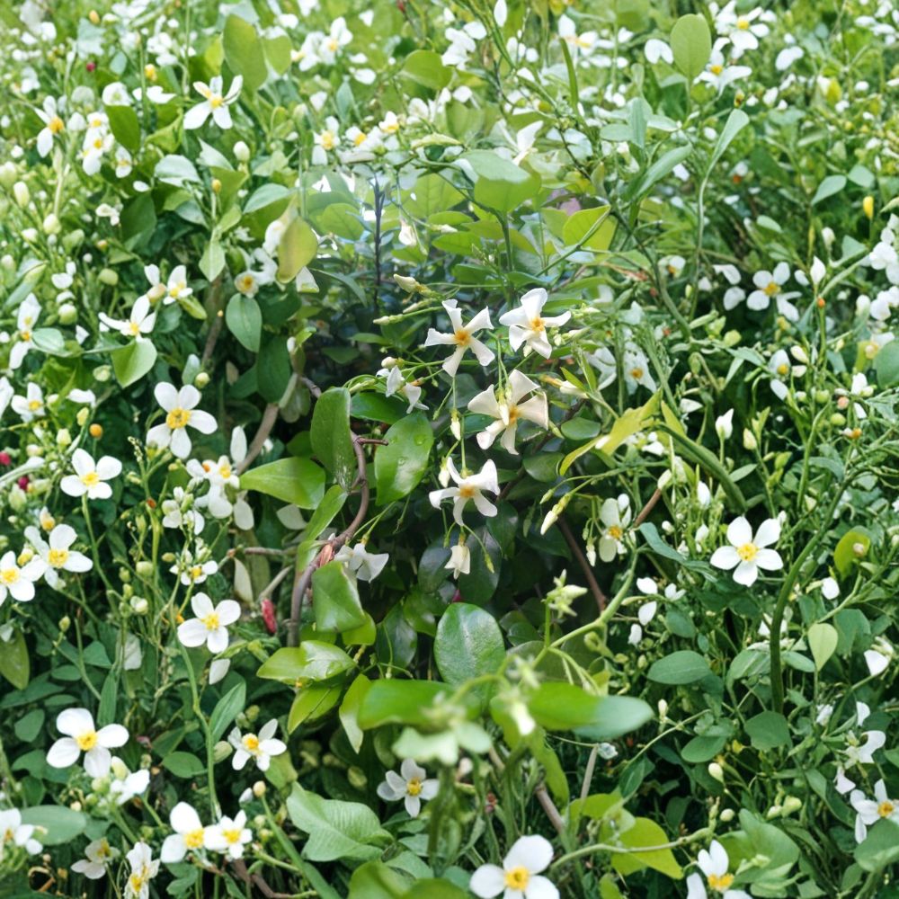 Asian Star Jasmine Plants 5 Pack – 2 Ft Live Vines, Fragrant Evergreen Ground Cover & Climbing Vine