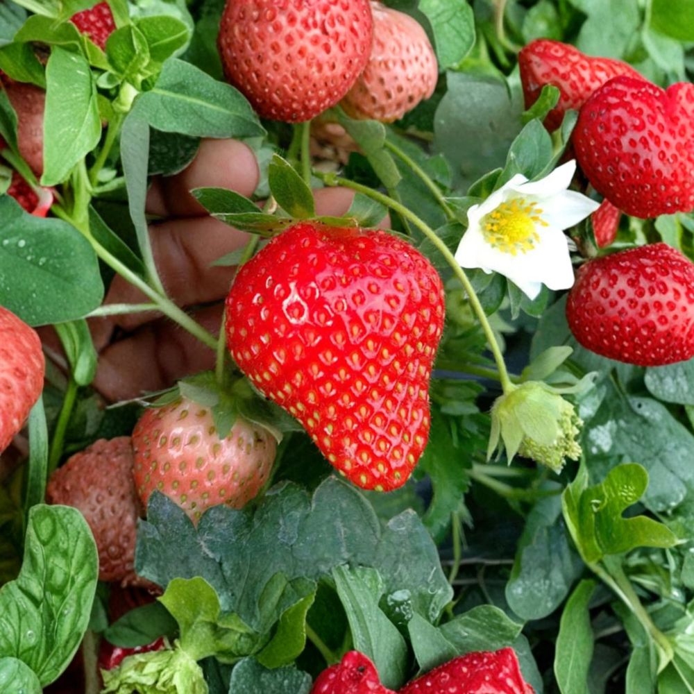 Benikahime Strawberry Plants 6 Pack – Premium Japanese Fragaria × ananassa Bare Root Crowns