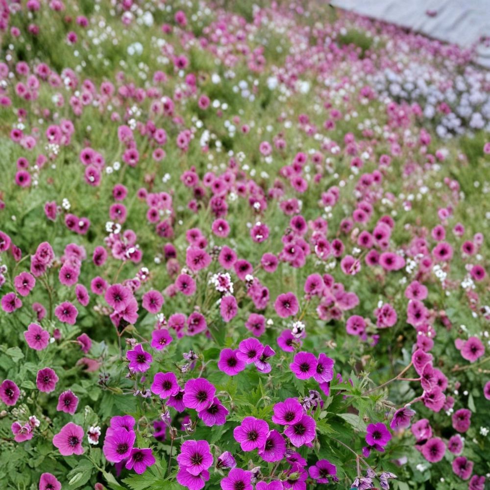 Bressingham Flair Geranium Seeds – Pelargonium Flower Seeds | 25+ Seeds for Vibrant Garden Blooms