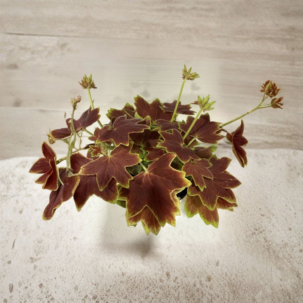 Vancouver Centennial Brocade Geranium - Live 4 Inch Pot | Fancy Leaf Pelargonium | Colorful Patio Flower