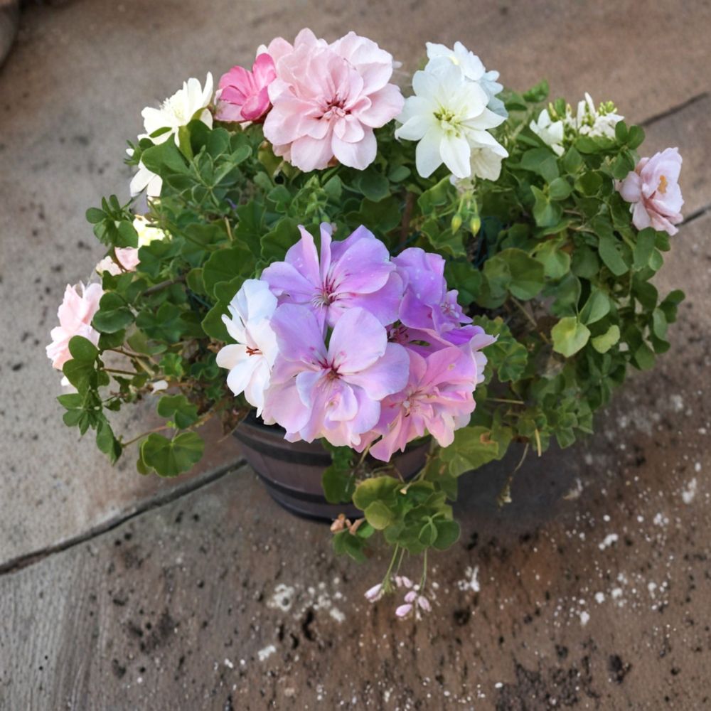 Double Soft Pink Ivy Geranium Cuttings - 8 Pelargonium Rooting Cuttings for Patio & Baskets
