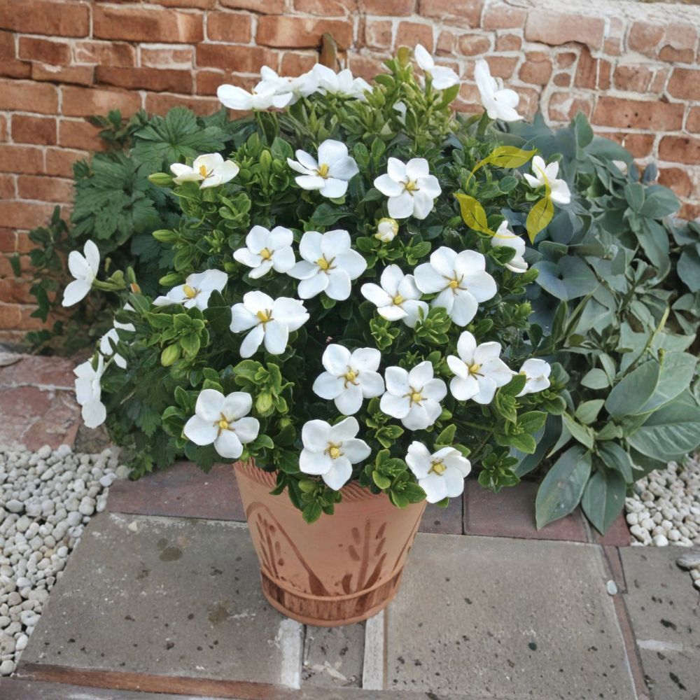Gardenia Seeds – Gardenia jasminoides Cape Jasmine | 20+ Fragrant White Flowering Shrub Seeds