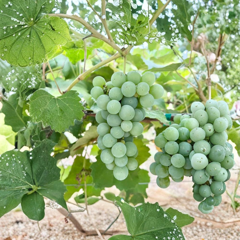 Niagara Grape Cuttings 5 Pack | Vitis labrusca White Table Grapes for Home Propagation