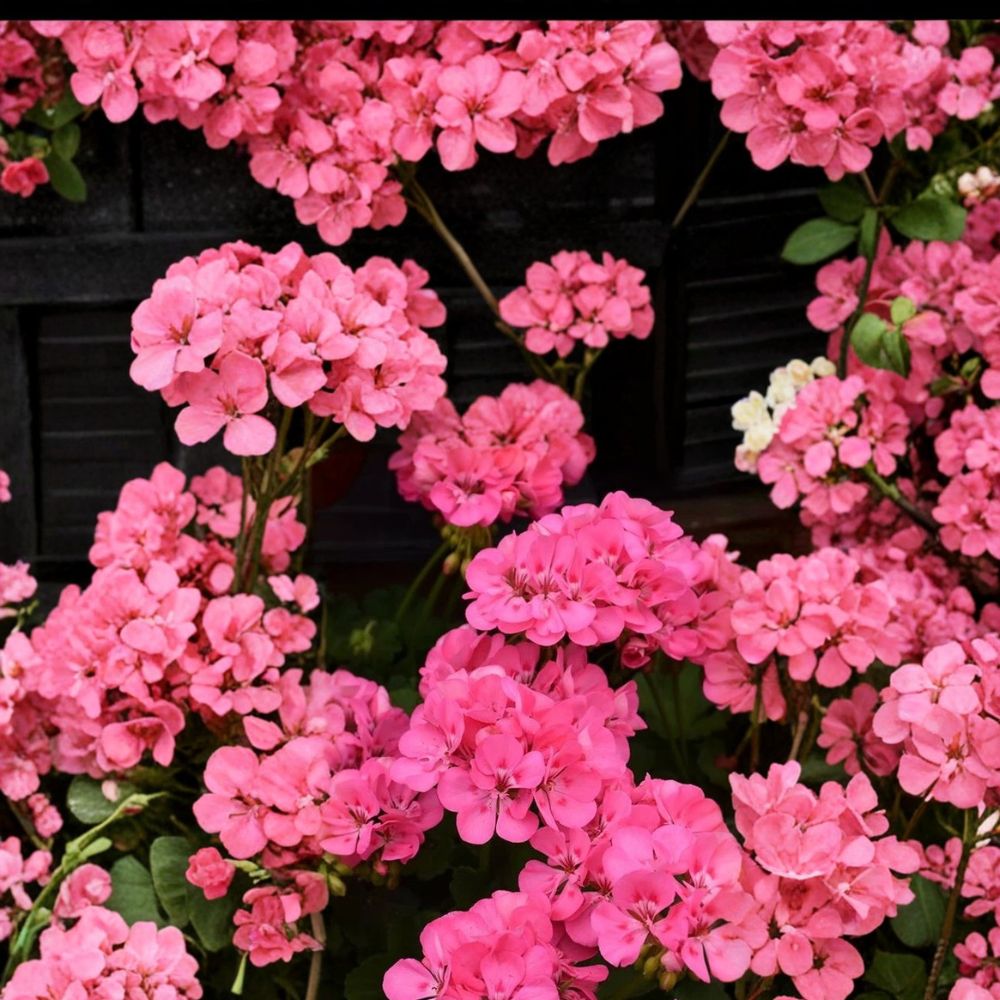 Patriot Tickled Pink Geranium Seeds – 25+ Premium Pelargonium x hortorum Seeds for Patio & Container Gardens