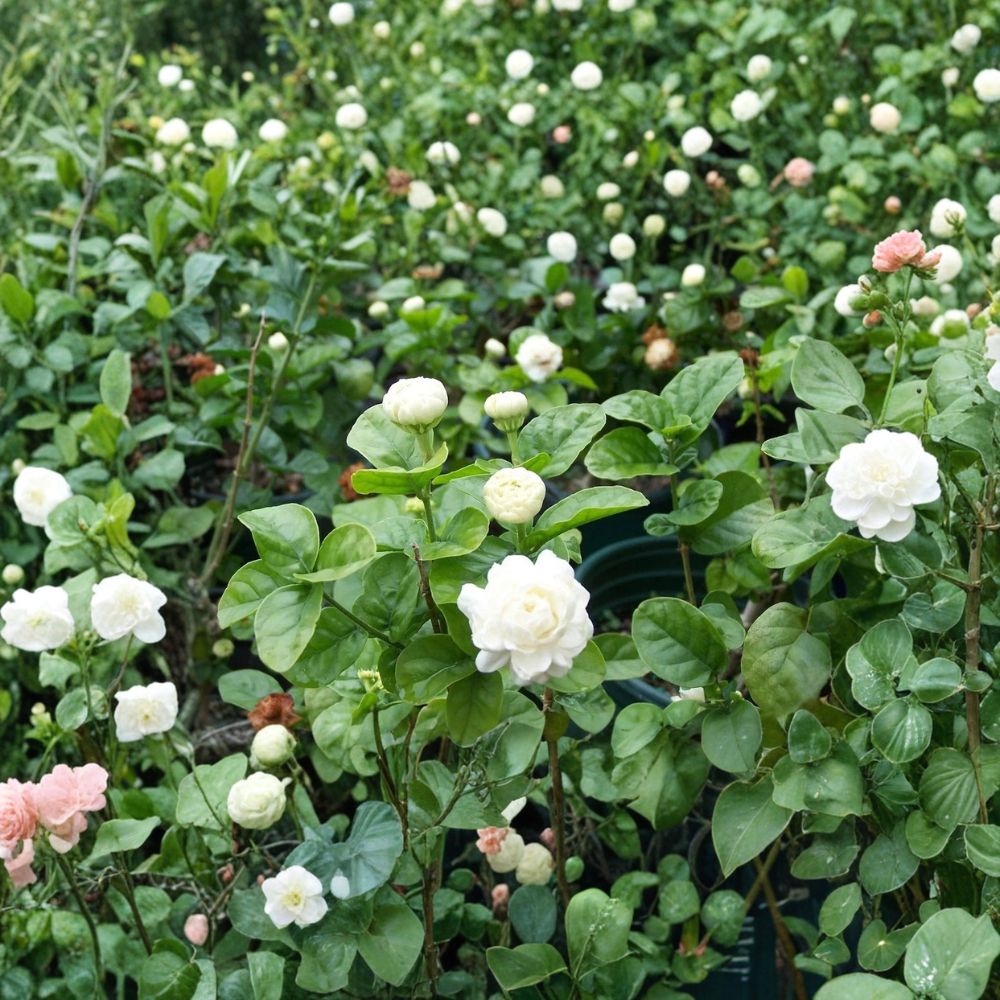 Grand Duke of Tuscany Jasmine Plant – Jasminum sambac Live Starter with Double Bloom and Fragrant White Flowers