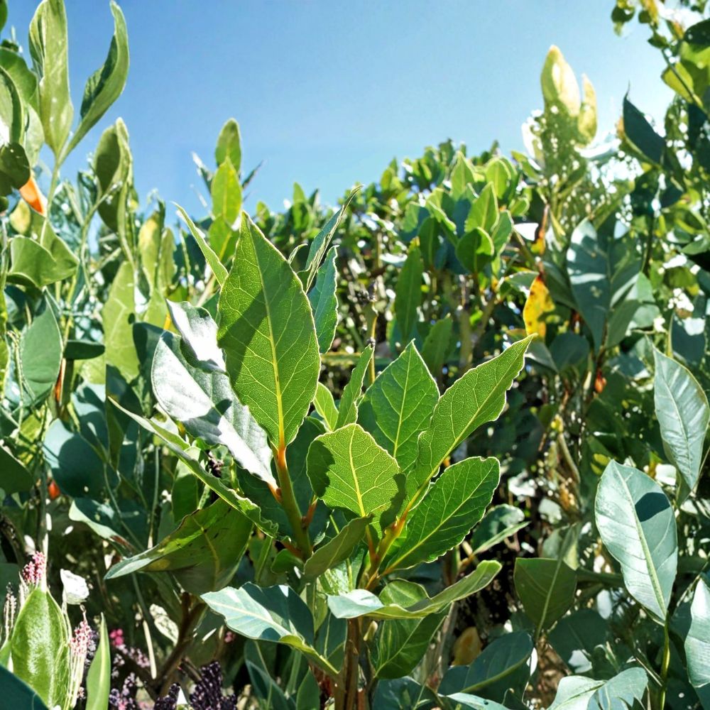 Bay Laurel Live Plant – Laurus nobilis | 5–7 Inch Culinary Herb | Indoor & Outdoor Evergreen