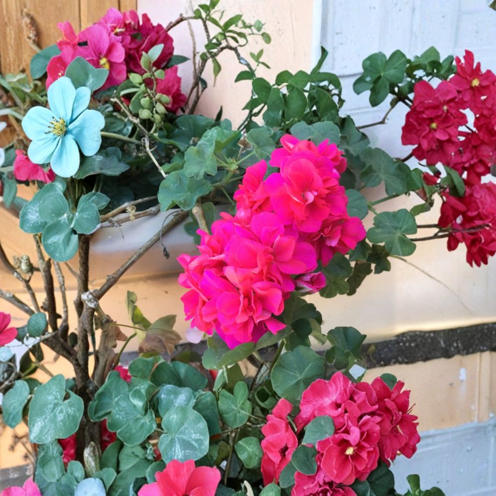 Salmon Pink Double Ivy Geranium Cuttings – Pelargonium peltatum Live Unrooted Plants | 6 Cuttings