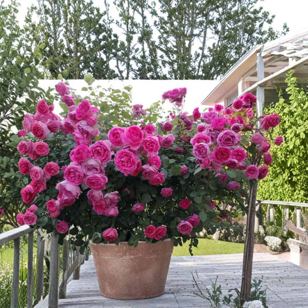Parade Climbing Rose Live Plant – Large Pink Double Blooms, Hardy Repeat Flowering Climber