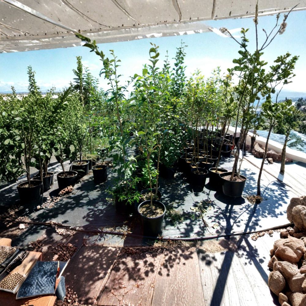Empire Apple Tree - Malus domestica Live Fruit Tree 4-6 Feet | Sweet Juicy Apples