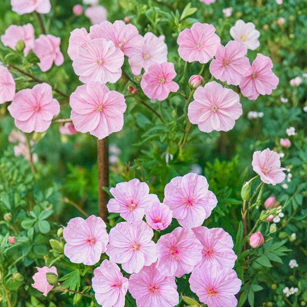 Striatum Geranium Seeds – 25+ Premium Hardy Flower Seeds for Patio & Container Gardening