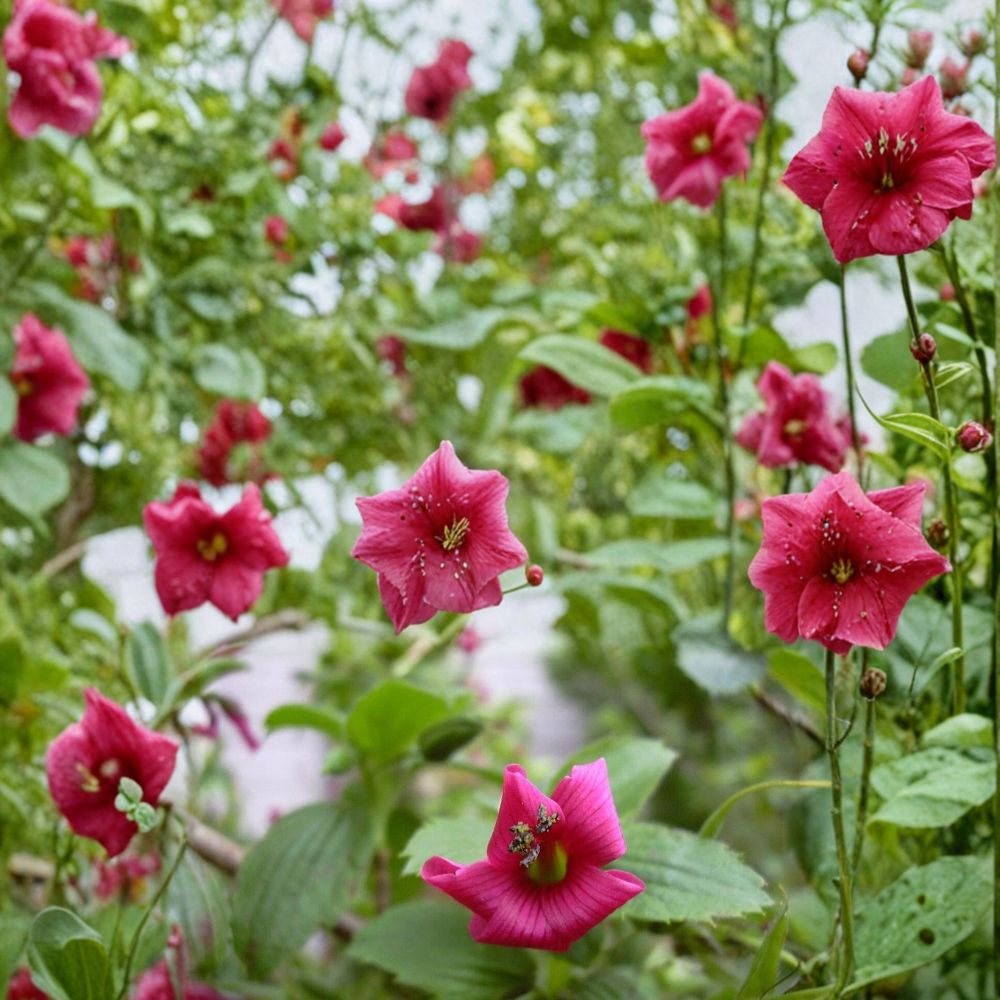 Hawaii Red Cranesbill Geranium Seeds – Geranium sanguineum | 25+ Seeds | Vibrant Red Blooms | Hardy Perennial