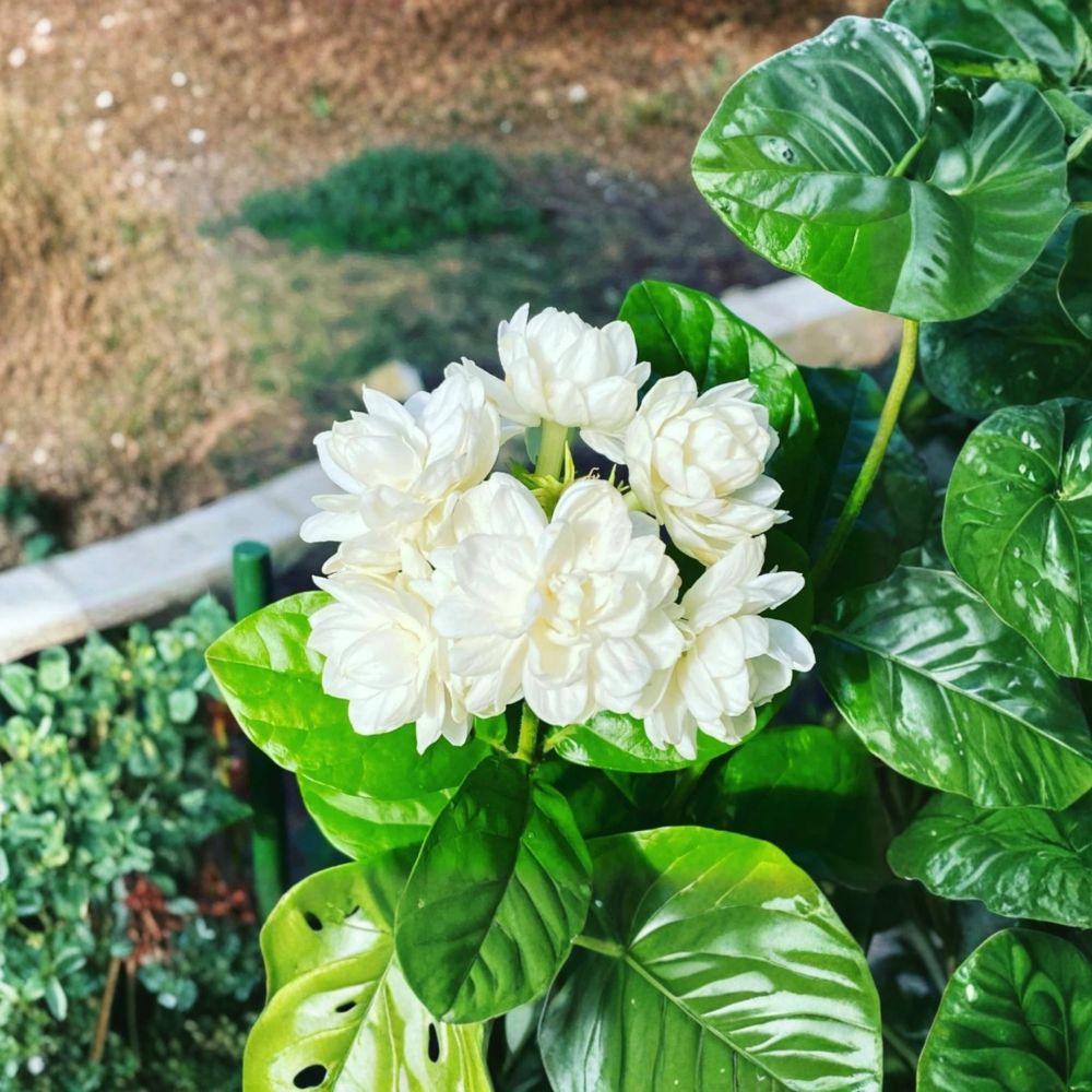 Climbing Jasmine Seeds – 200+ Non-GMO Fragrant White Flower Vine for Outdoor Gardens