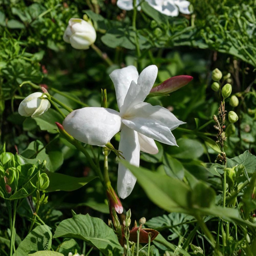 Jasmine Officinale Live Plant – 8–12 Inch Tall Climbing Vine in 4 Inch Pot | Fragrant Poet’s Jasmine for Indoor & Outdoor