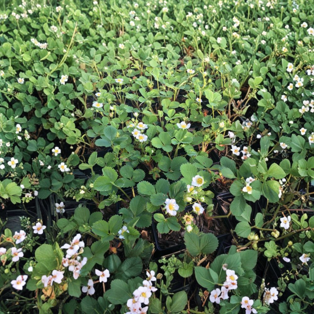 Seascape Strawberry Plants - 25 Bare Root Crowns | Everbearing, Large Sweet Berries | Fragaria × ananassa