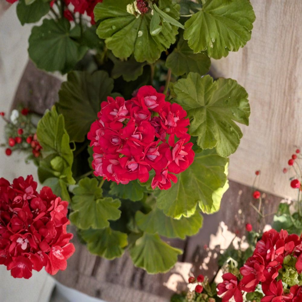 Rosebud Geranium Supreme Live Rooted Plant | Rare Double Bloom Hot Pink Pelargonium
