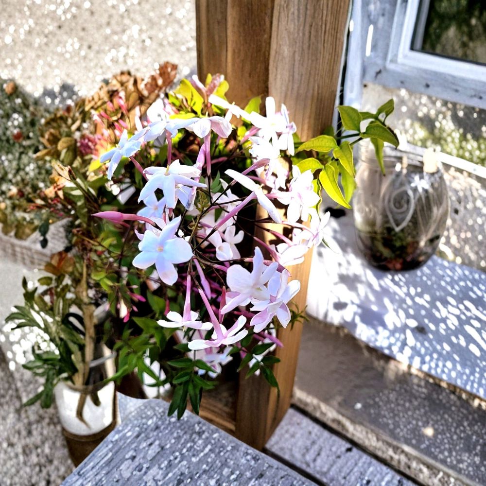 Pink Jasmine Live Plant 2” Pot | Jasminum polyanthum | Fragrant Trailing Vine for Indoor & Outdoor