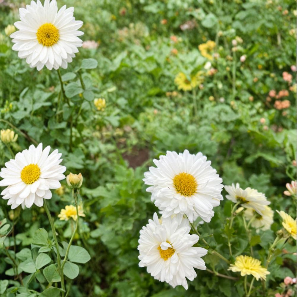 Chrysanthemum Tea Plants 2 Pack – Hang Bai Ju White Mums, Edible Herbal Flowers, Perennial Herb