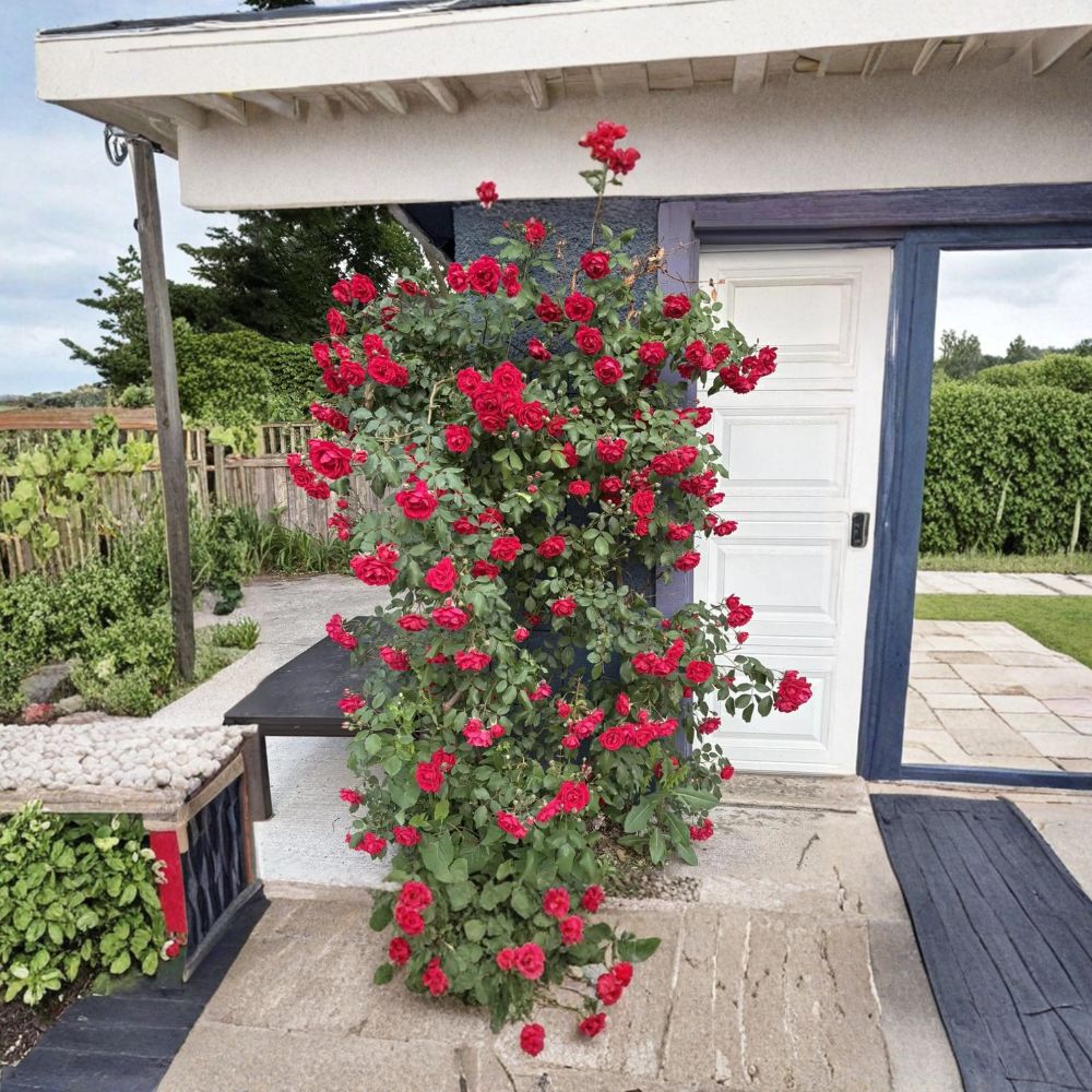 Blaze Climbing Rose Plant – Fast Growing Hardy Red Climber for Trellises & Arbors