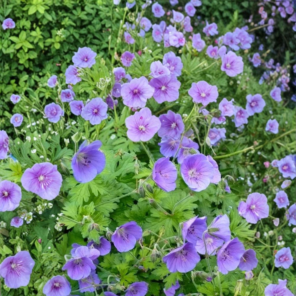Gravetye Geranium Seeds – Pelargonium Flower Seeds | 25+ Seeds | Patio & Container Friendly