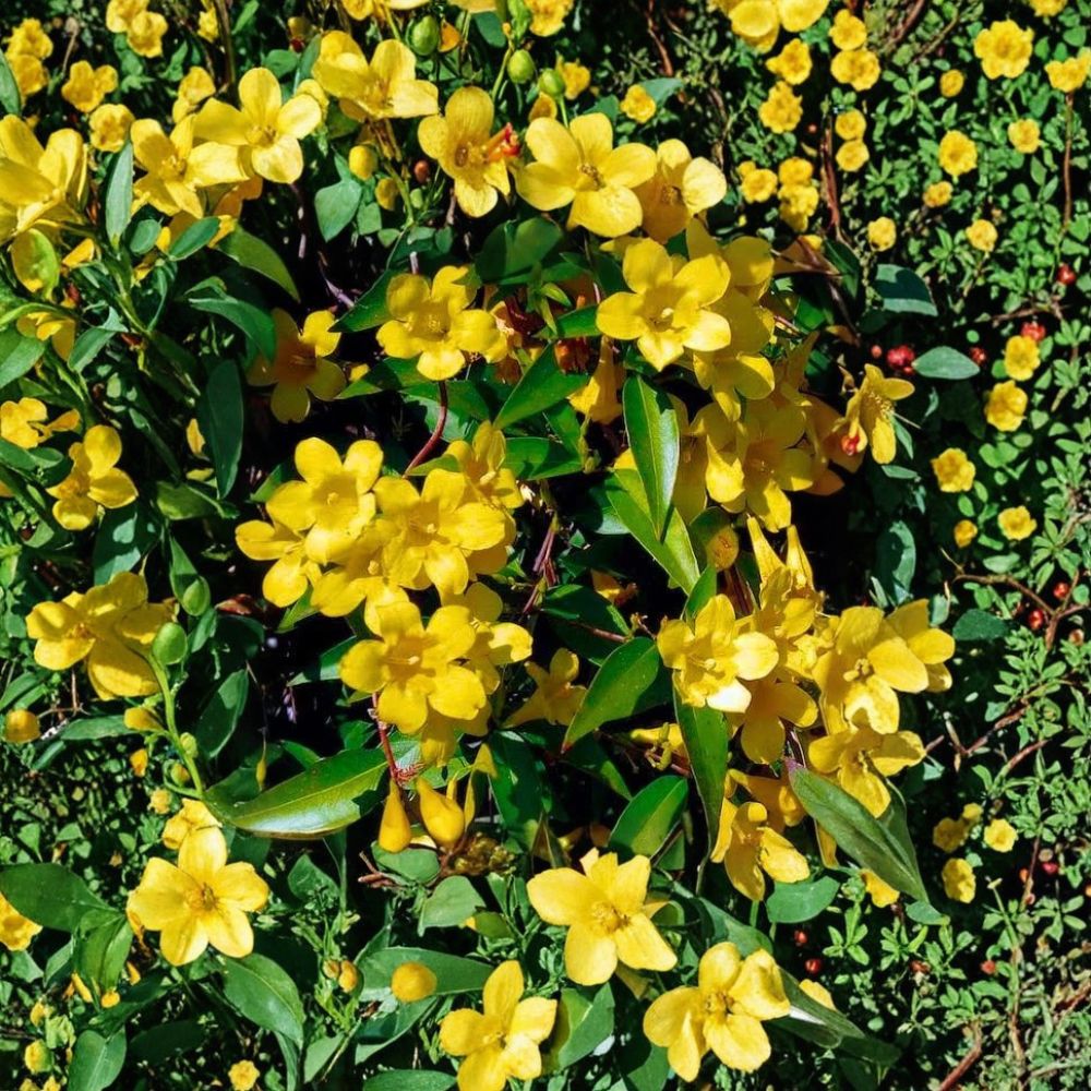 Carolina Jasmine 35 Seeds – Gelsemium sempervirens Yellow Jessamine Fragrant Climbing Vine Bulk Pack