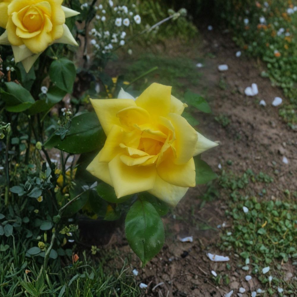 Oregold Grandiflora Rose – Live 1 Gallon Yellow Blooming Rose Bush Plant