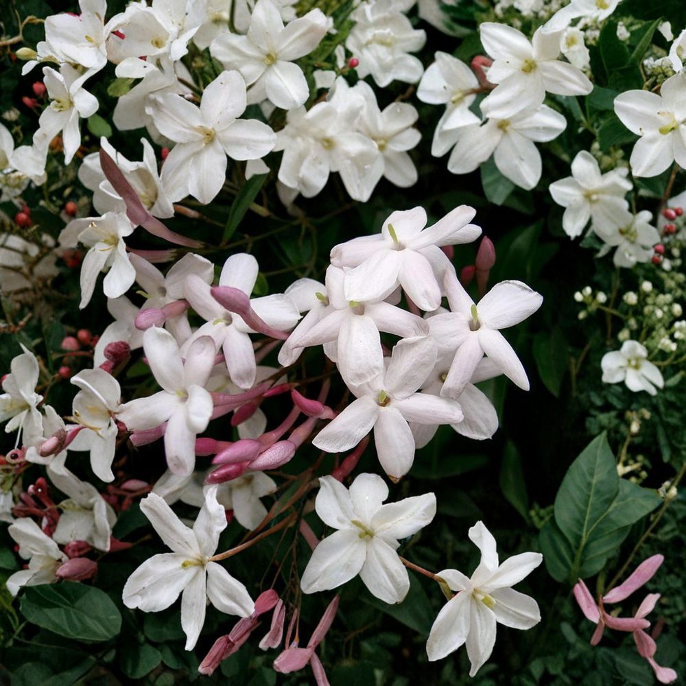 Pink Jasmine Vine Plant – Jasminum polyanthum Live Starter, Fragrant Winter Blooms, Indoor Outdoor Climbing Vine