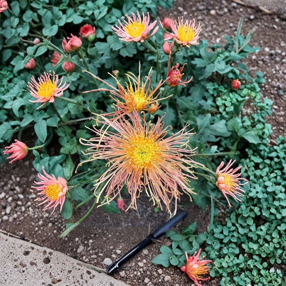 Radiance Chrysanthemum Plant – Hardy Perennial with Large 6 Inch Blooms | 4–6 Inch Potted Mum