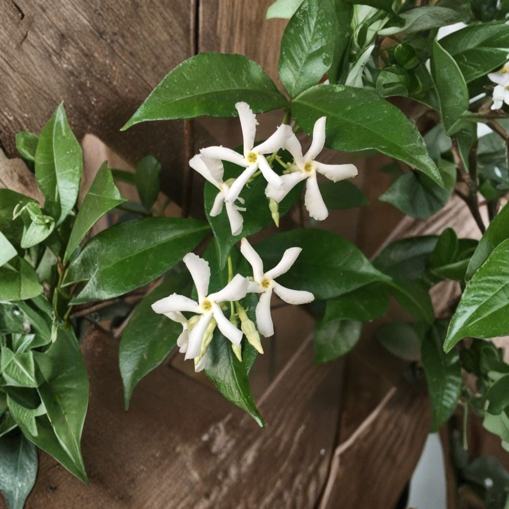 Star Jasmine Cuttings Set of 7 – 6 Inch Unrooted Trachelospermum jasminoides Vines for Propagation