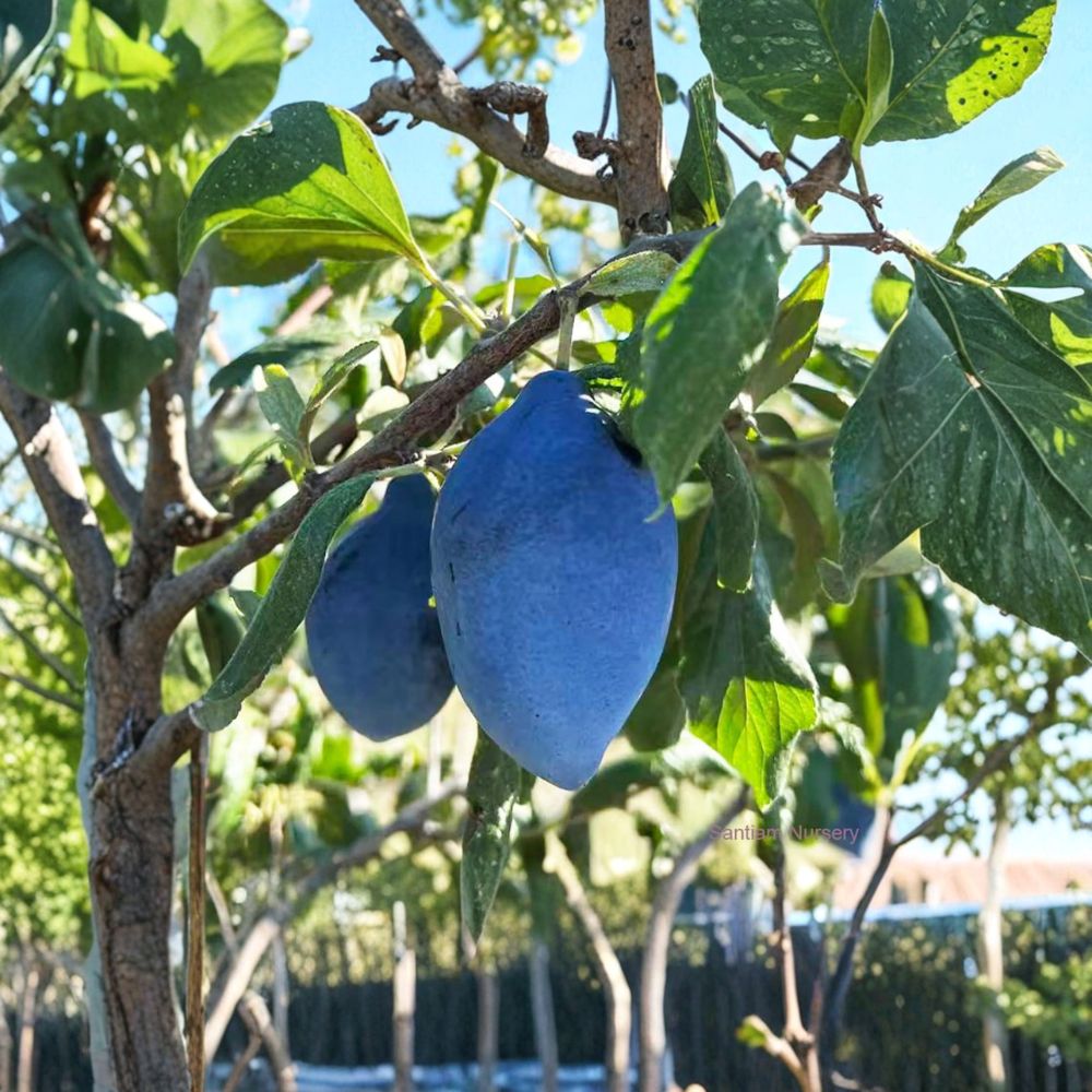 Long John European Plum Tree – Prunus domestica Live Plant with Sweet Freestone Blue Purple Fruit