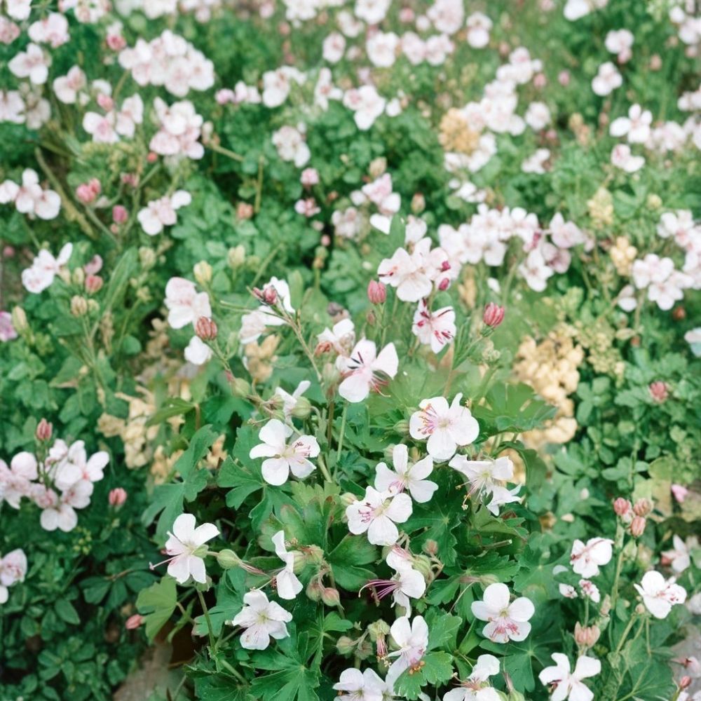 Harz Geranium Seeds – Pelargonium Flower Seeds | 25+ Seeds for Vibrant Blooms