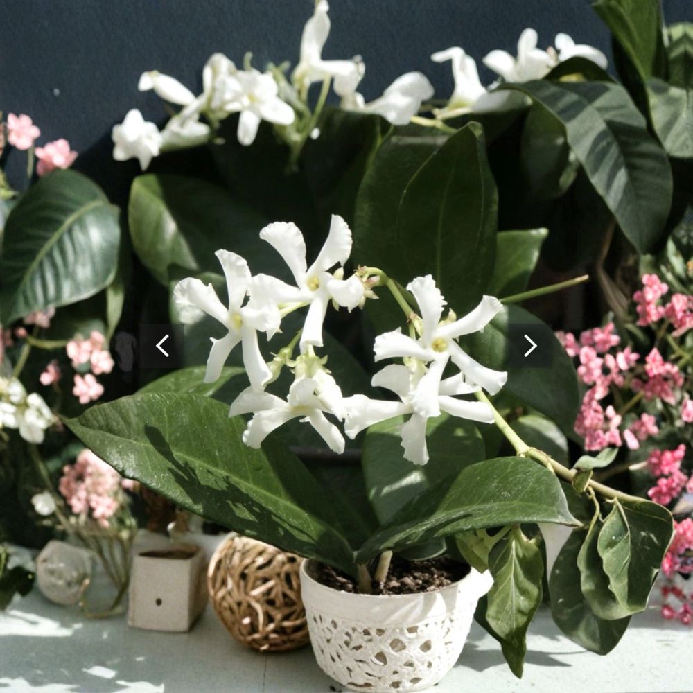Jasmine Cuttings Mix – Star Jasmine & Pink Jasmine Polyanthum | 10 Organic Unrooted Cuttings for Indoor & Outdoor Propagation