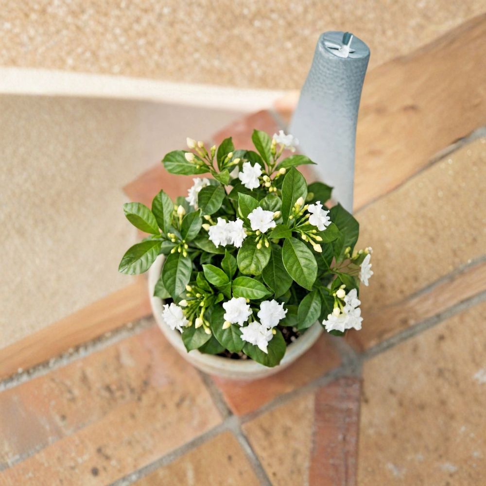 Crape Jasmine Live Plant – Tabernaemontana divaricata 4 Inch Pot with Fragrant White Flowers for Indoor and Outdoor