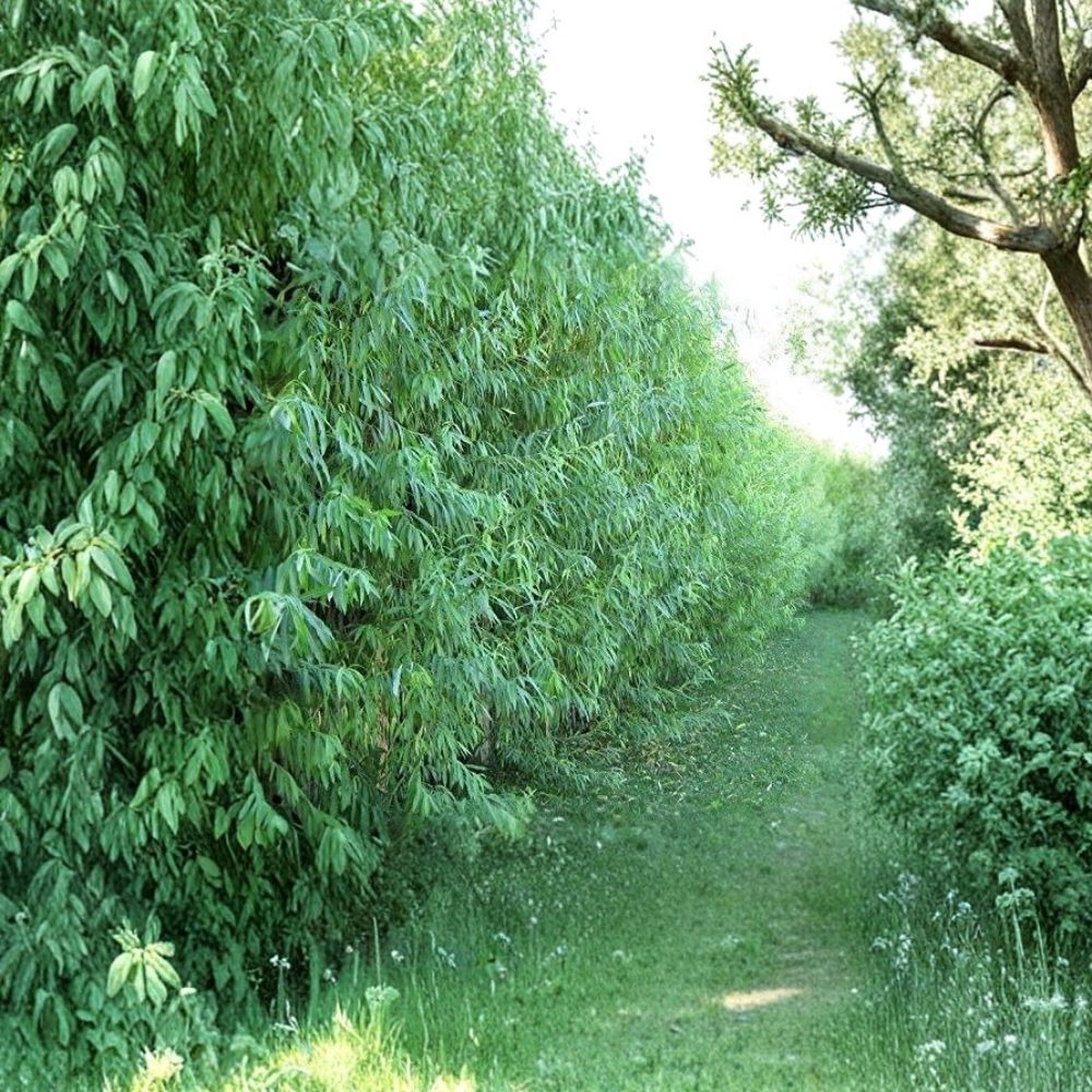Austree Hybrid Willow Trees 10 Pack – Fast Growing Privacy & Shade Bare Root Starter Plants