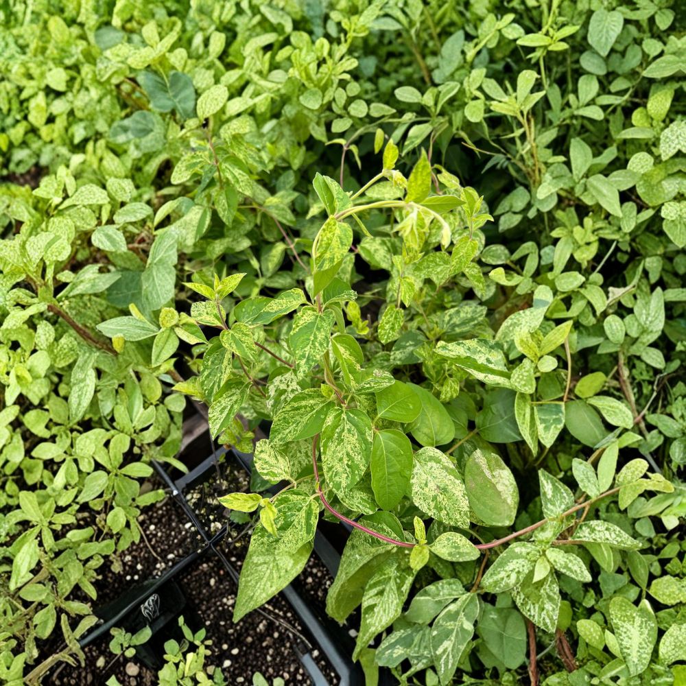 Variegated Honeysuckle Vine Lonicera japonica ‘Mint Crisp’ – Fragrant Climbing Vine with Cream & Green Foliage