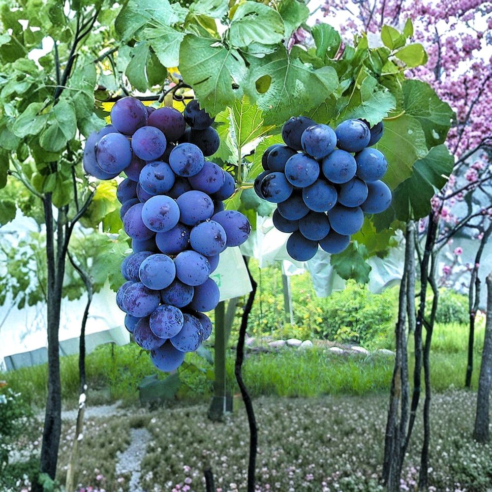 Kyoho Grape Cuttings – 6 Pack | Large Sweet Muscat-Flavored Japanese Table Grapes | US Seller