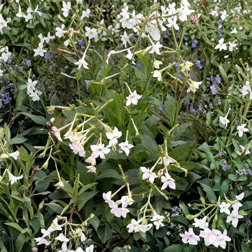Nicotiana Alata Jasmine Flowering Tobacco Seeds – 20+ Seeds, Night Fragrant Blooms, Easy to Grow Ornamental