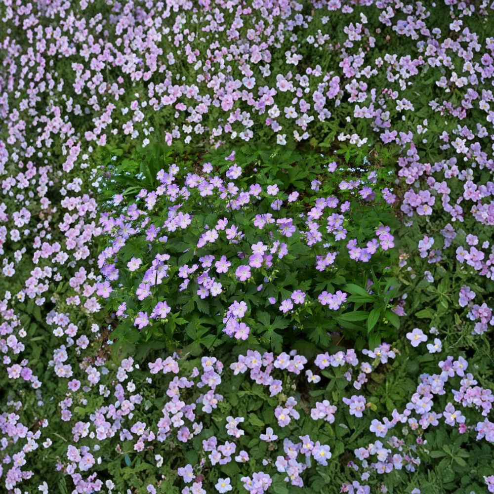 Wild Geranium Bare Roots – Geranium maculatum Native Woodland Plant | 5 Bare Roots Included